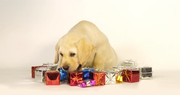 Yellow Labrador Retriever, Puppy and Gifts on White Background, Normandy, Slow Motion 4K alt