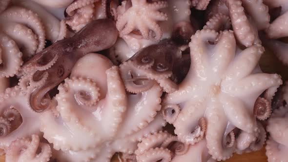 Fresh Baby Octopuses 63 alt