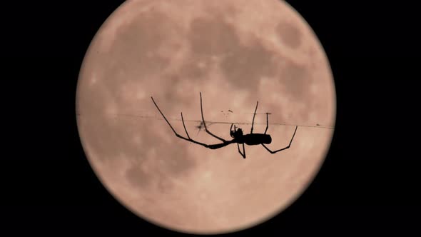 Spider And Moon