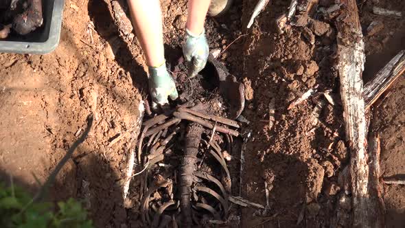 Exhumation of Human Remains 3