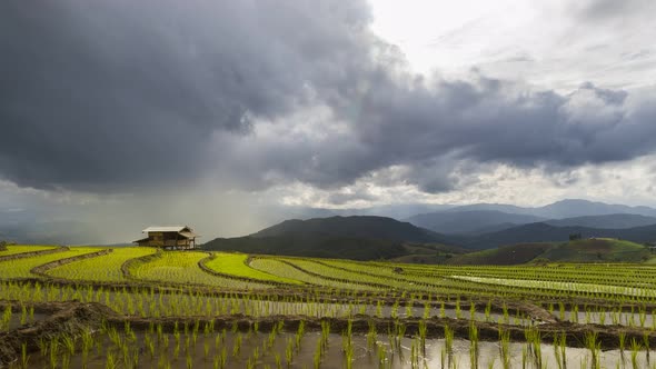 Beautiful landscape view of Rice Terraced paddy Field with rainstorm in Chiangmai, Thailand.