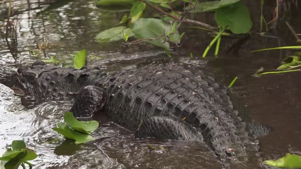 Alligator swimming in South Florida Everglades swamp in slow motion with camera panning up alt