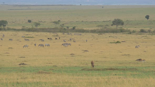 Pan left of antelopes and zebras alt