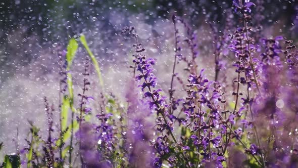 Lavender Flowers in Morning Summer Rain