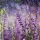 Lavender Flowers in Morning Summer Rain - VideoHive Item for Sale