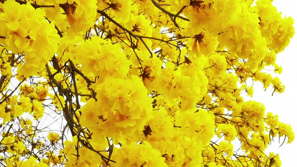 Tabebuia Flower Blossom in the Garden alt