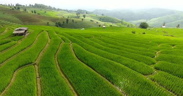 Rice Field Terrace on Mountain Agriculture Land alt
