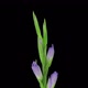 Time-lapse of opening purple gladiolus flower  - VideoHive Item for Sale