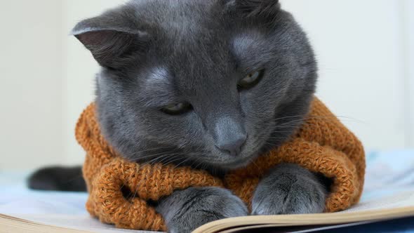 Closeup Cute Cat Suffers From Loneliness alt