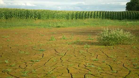 Drought Field Land Maize Corn Zea Mays Drying Up Soil Drying Up the Soil Cracked Climate Change