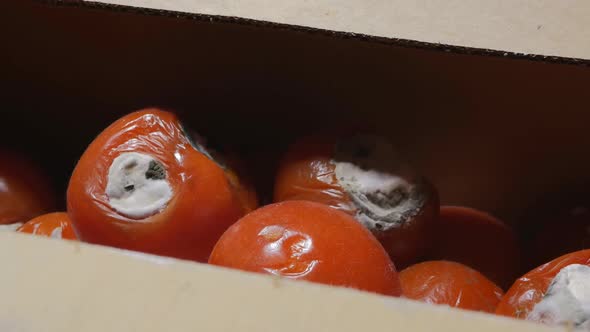 The Tomatoes Are Rotten in the Box