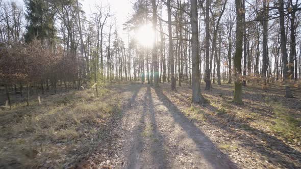 The Camera Flies Through a Forest with a Pathway on a Sunny Spring Day  Looks Ahead