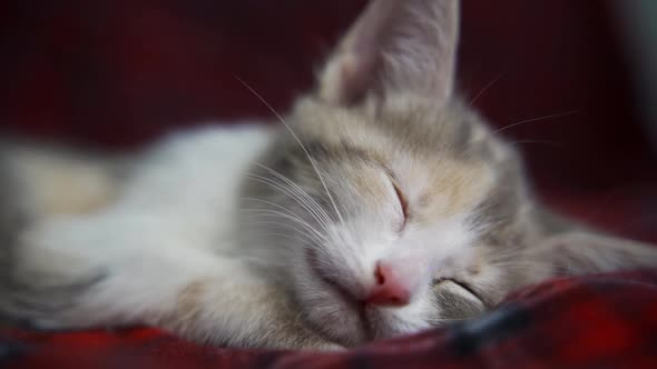 Grayred Kitten Sleeping Cute on a Red Blanket