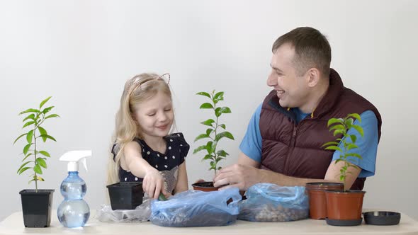 Father and Daughter Transplanted Indoor Plant Mandarin Little Girl Puts Earth in the Pot. The alt