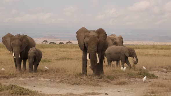 Family of Elephants Feeding