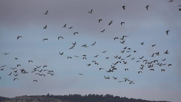 Large Group of Cranes Flying in Super Slow Motion