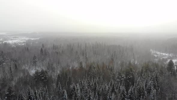 Taiga Forest Under Snow