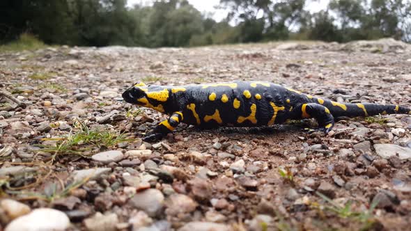 Pregnant European fire salamander  alt