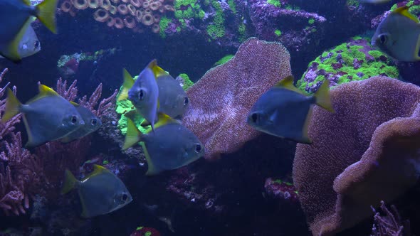 Bright Fish Swim in the Aquarium alt