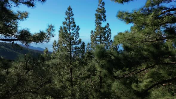 Aerial View. Atlantic Coast. Tenerife, Canary Islands, Spain. alt
