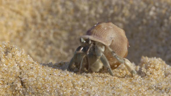 Hermit Crab On Beach alt
