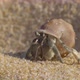 Hermit Crab On Beach - VideoHive Item for Sale