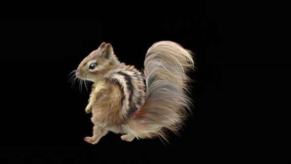 77 Chipmunk Dancing HD alt