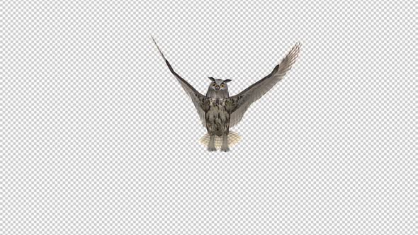 Owl - Horned - Flying Transition II