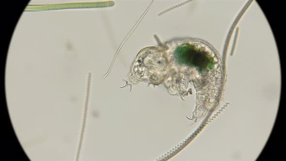  The Water Bear Tardigrada alt