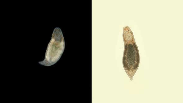 Dalyellia Worm Under a Microscope, of the Family Dalyelliidae, Class Turbellaria, Lives in Fresh alt