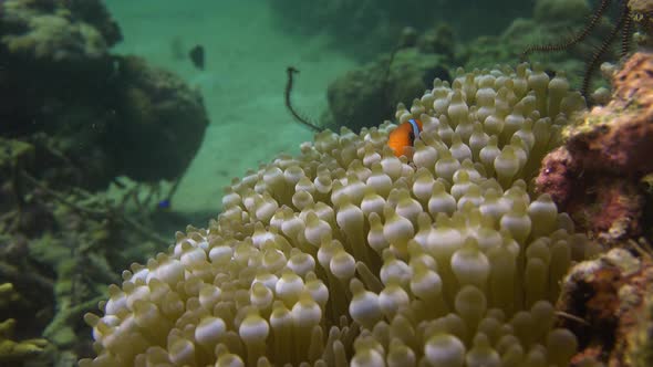 Tomato Anemonefish (Amphiprion frenatus) hiding in sea anemone on tropical coral reef alt