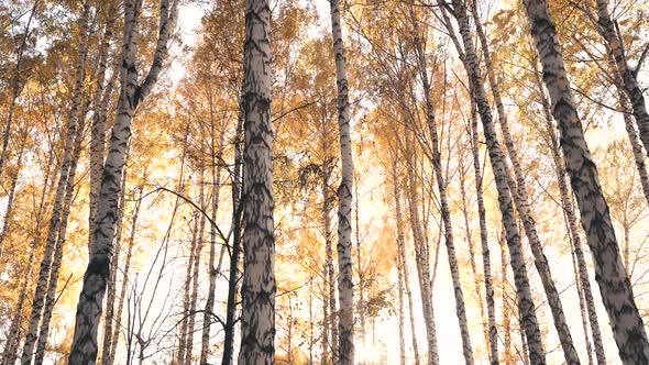Video of Autumn Trees with Yellow Leaves on a Sunny Warm Day alt