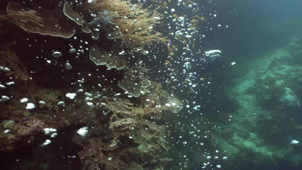 Bubble of Air in the Water alt