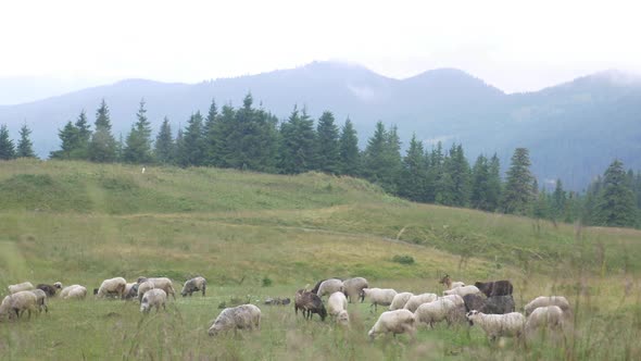 Black and White Sheep in Meadow on Green Grass