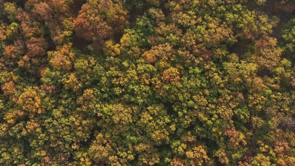 Top view of autumnal forest with lot of colors of tree crowns 4K aerial video