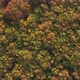 Top view of autumnal forest with lot of colors of tree crowns 4K aerial video - VideoHive Item for Sale