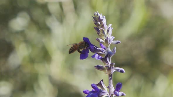Super slow motion of a honey bee drinking nectar from a purple flower
