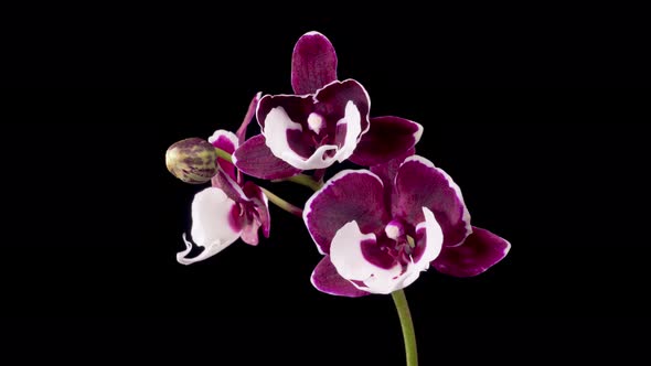 Blooming White - Magenta Orchid Phalaenopsis Flower alt