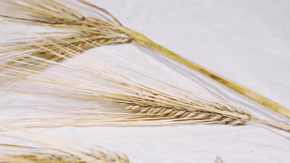 Ears of dry wheat sheaf close on white background