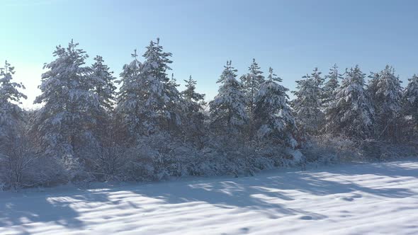 Winter scene with evergreen tree forest 4K aerial video alt