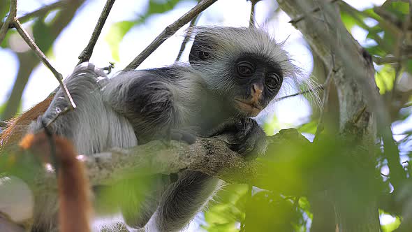 Wild Red Colobus Monkey Sitting on the Branch in Tropical Forest alt