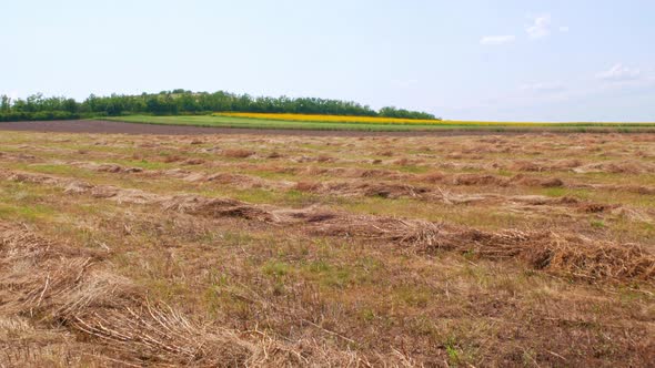 Rural countryside landscape with wheat sunflower fields agricultural plantation in Ukraine alt