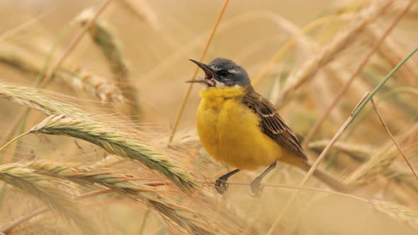 Western Yellow Wagtail alt