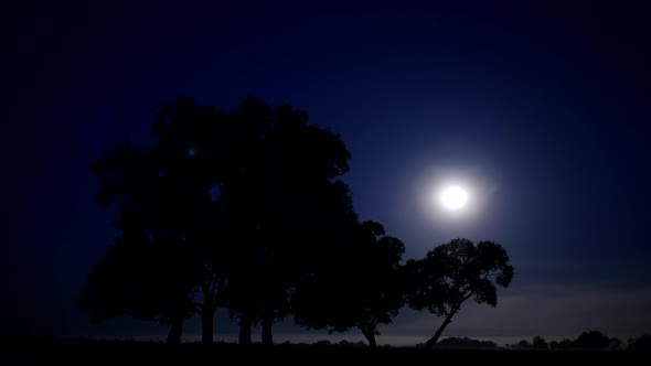 Moon in the Starry Sky. Full Moon Hiding Behind the Treetops alt