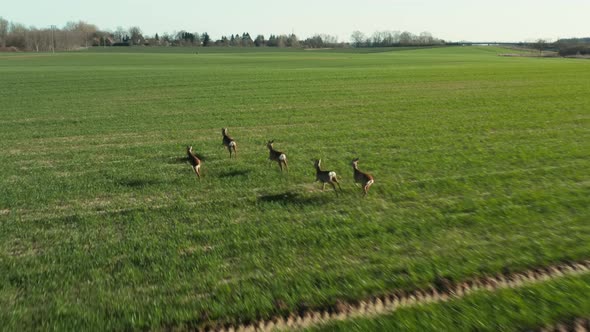 Aerial View of Herd of Deer Running on the Green Field alt