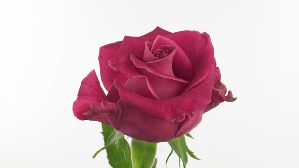 Beautiful Opening Pink Rose on White Background alt