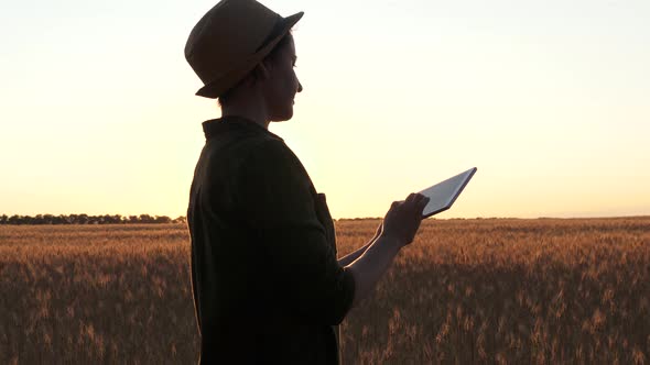 A Woman Farmer, Agronomist, Working in a Wheat Field at Sunset. The Farmer Uses a Tablet. A Woman at alt