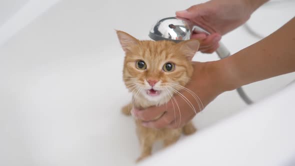 Woman Washes Cute Ginger Cat. Fluffy Wet Pet Meows and Tries To Escape From Bathtub. alt