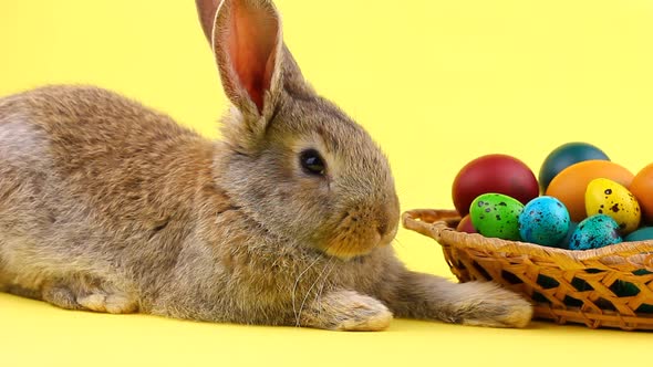 a Small Fluffy Brown Easter Bunny Lies Near a Wooden Wicker Basket with a Variety of Colorful Eggs alt