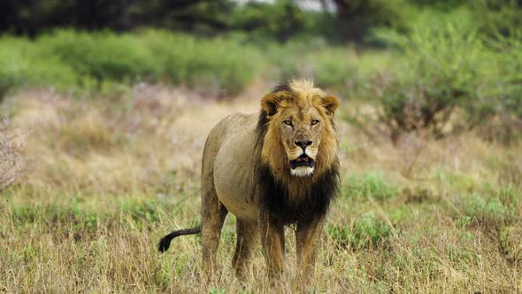 Adult Male Lion Roaring On Dry Savannah In Forest Of Central Kalahari Game Reserve In Botswana. Clos alt